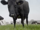 Waitrose transforms live farm streams into same day ads